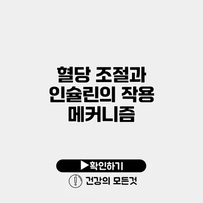혈당 조절과 인슐린의 작용 메커니즘